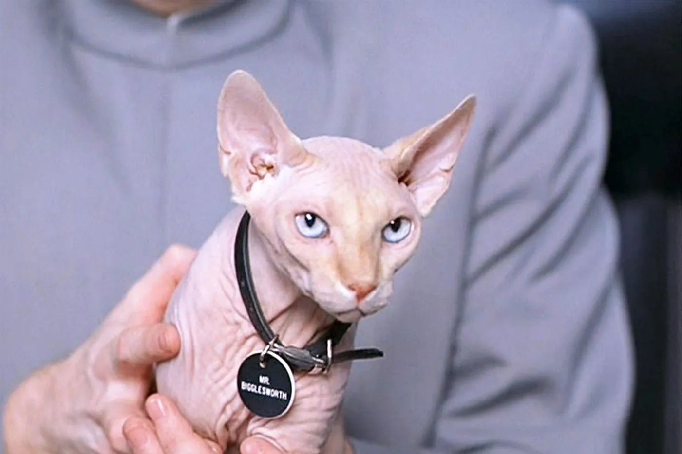 Can You Match Fictional 20 Cats to Their Movies? Quiz Mr. Bigglesworth the sphynx cat from Austin Powers