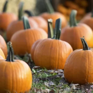 Cozy Fall Day Quiz Pumpkin picking