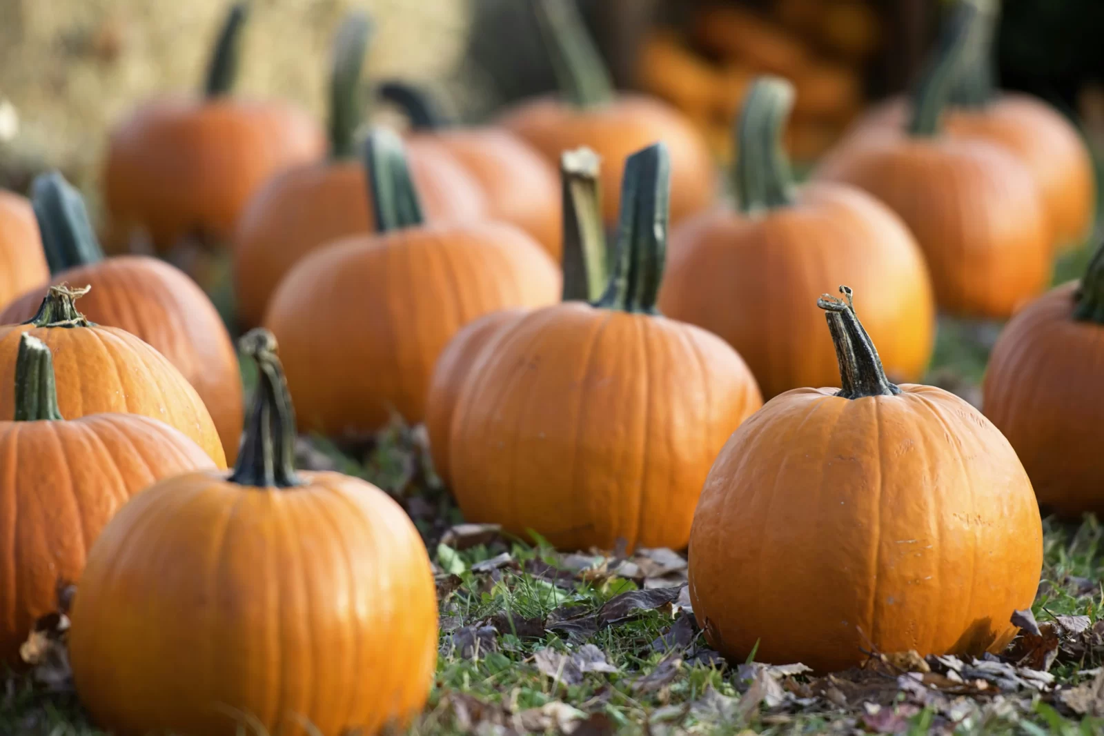 Pick Dessert For Every Flavor & I'll Guess Age Quiz Pumpkin Patch