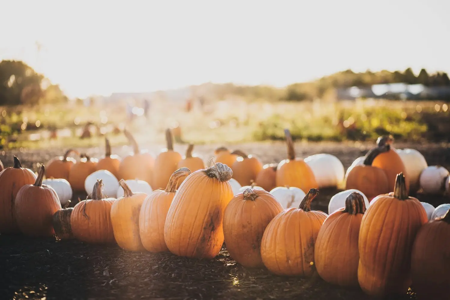 Pumpkin Trivia Quiz Pumpkin patch