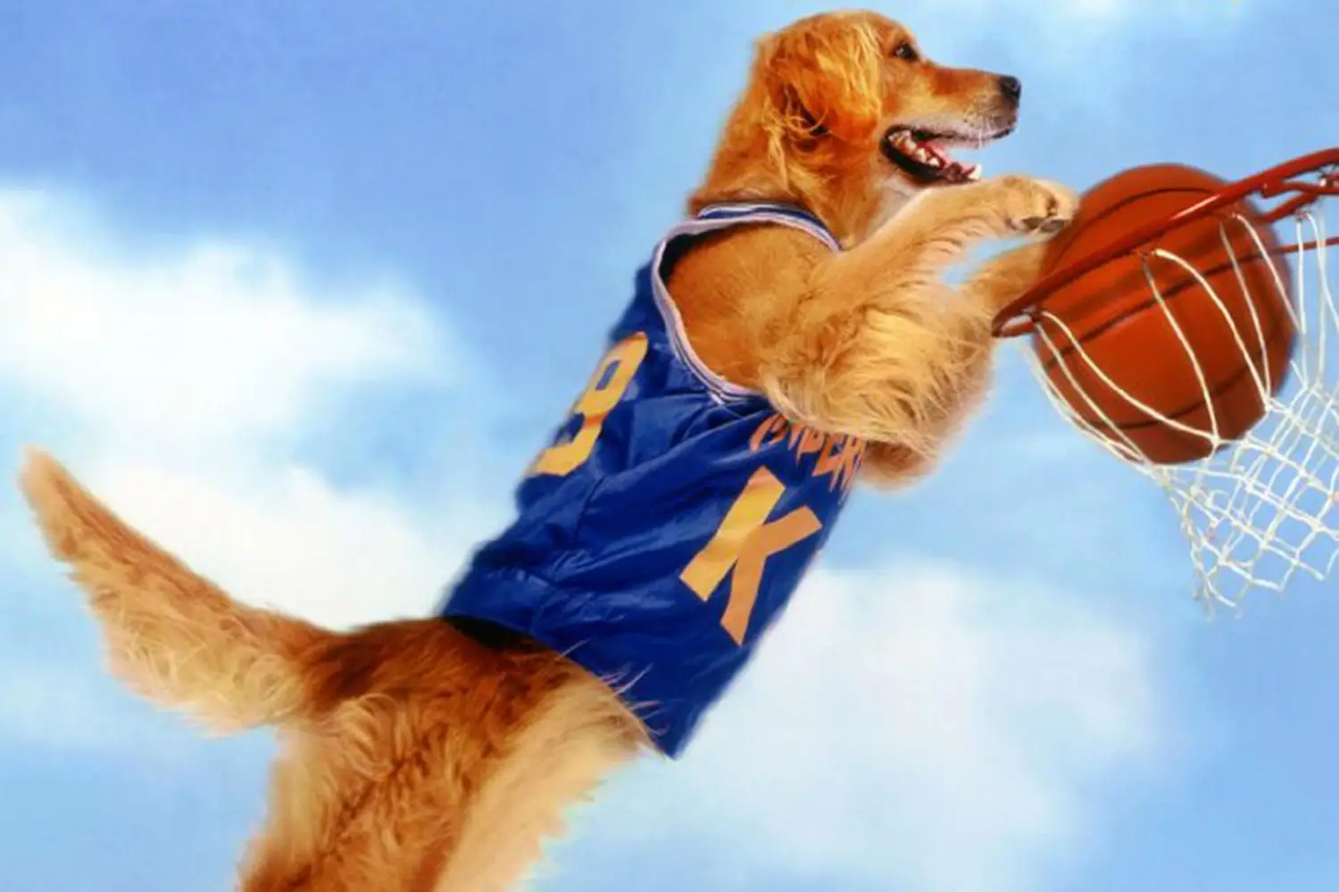 Movie Dogs Quiz Air Bud