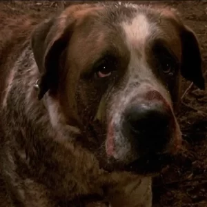 Movie Dogs Quiz Cujo