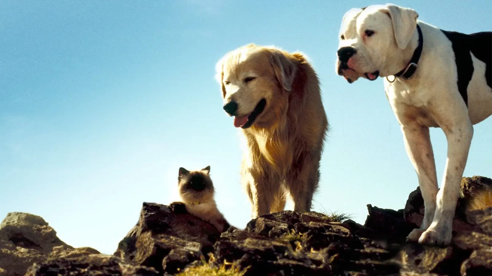 Movie Dogs Quiz Homeward Bound