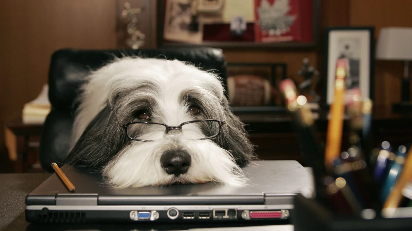 You got 4 out of 22! Can You Match These 22 Dogs to Their Movies?