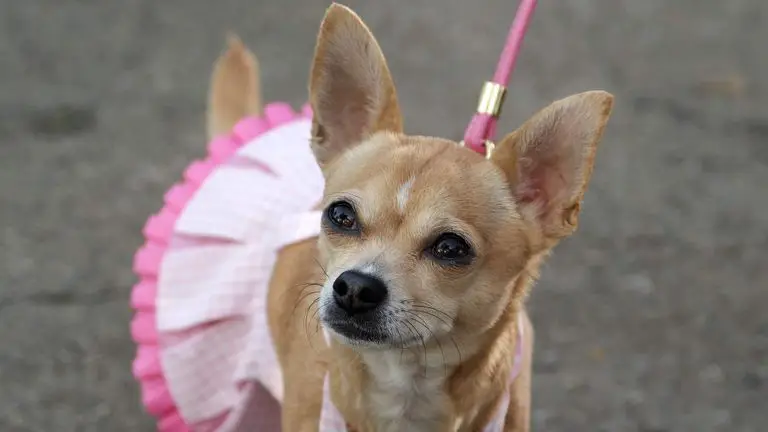 Movie Dogs Quiz Bruiser the chihuahua from Legally Blonde