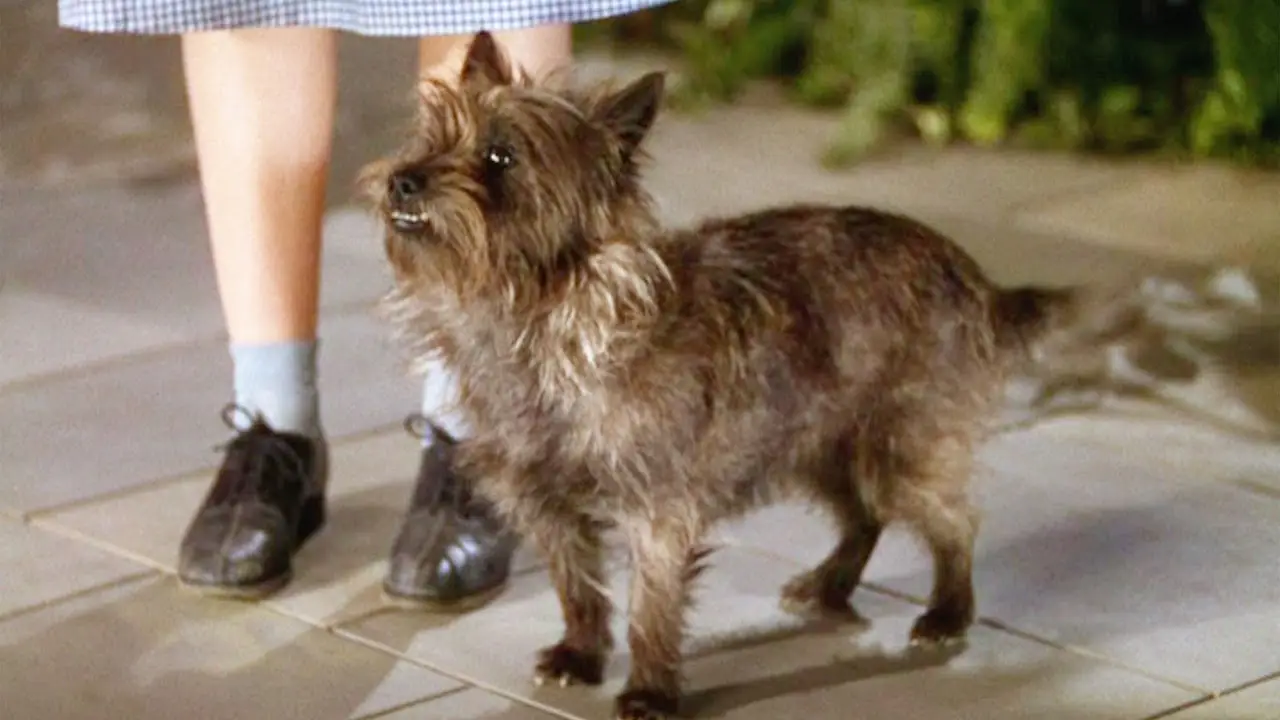 Movie Dogs Quiz Toto from The Wizard of Oz