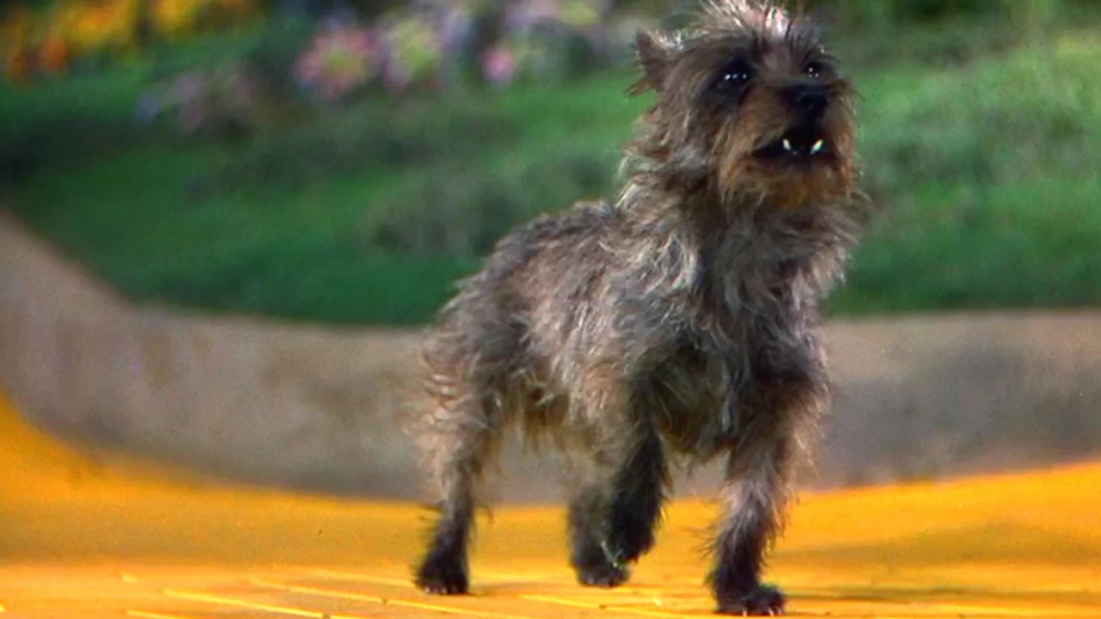 What's Green? General Knowledge Quiz Toto from The Wizard of Oz
