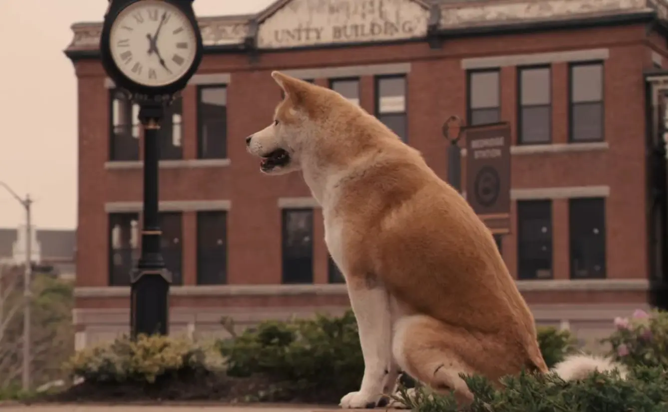 Hachi A Dog's Tale