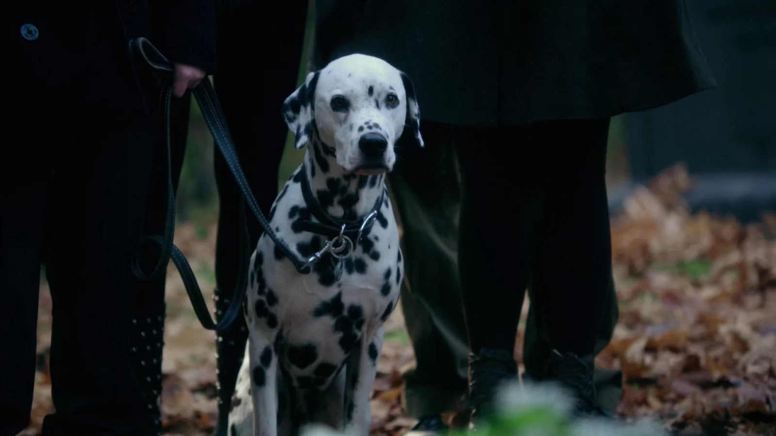 Dalmatian Pongo