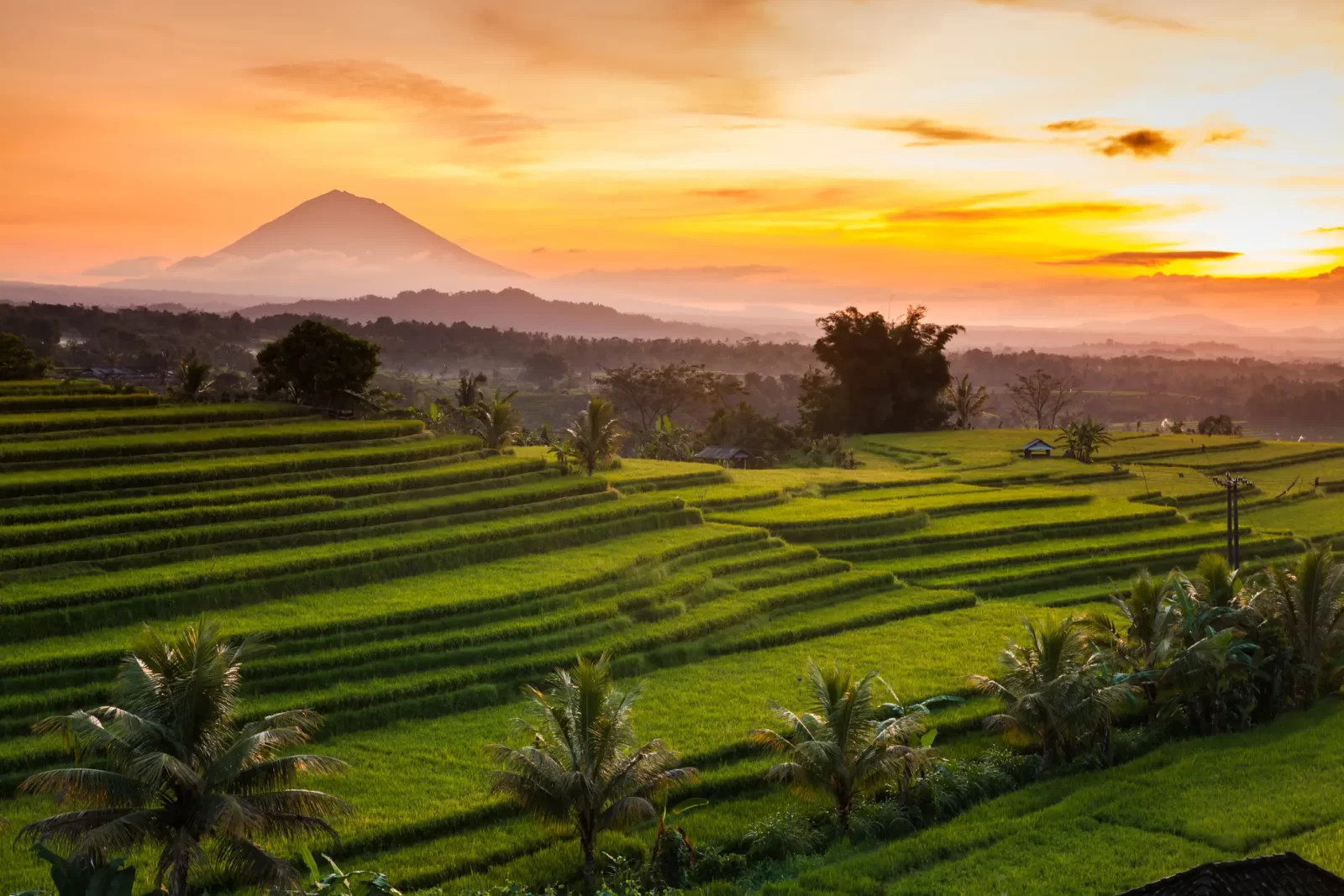 Rice paddy fields in Bali, Indonesia