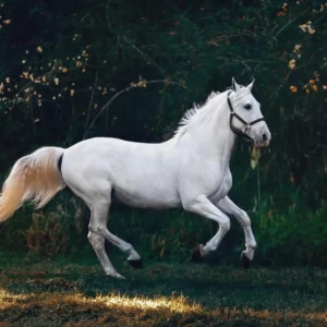 Guess The Disney Movie Titles Quiz Horse
