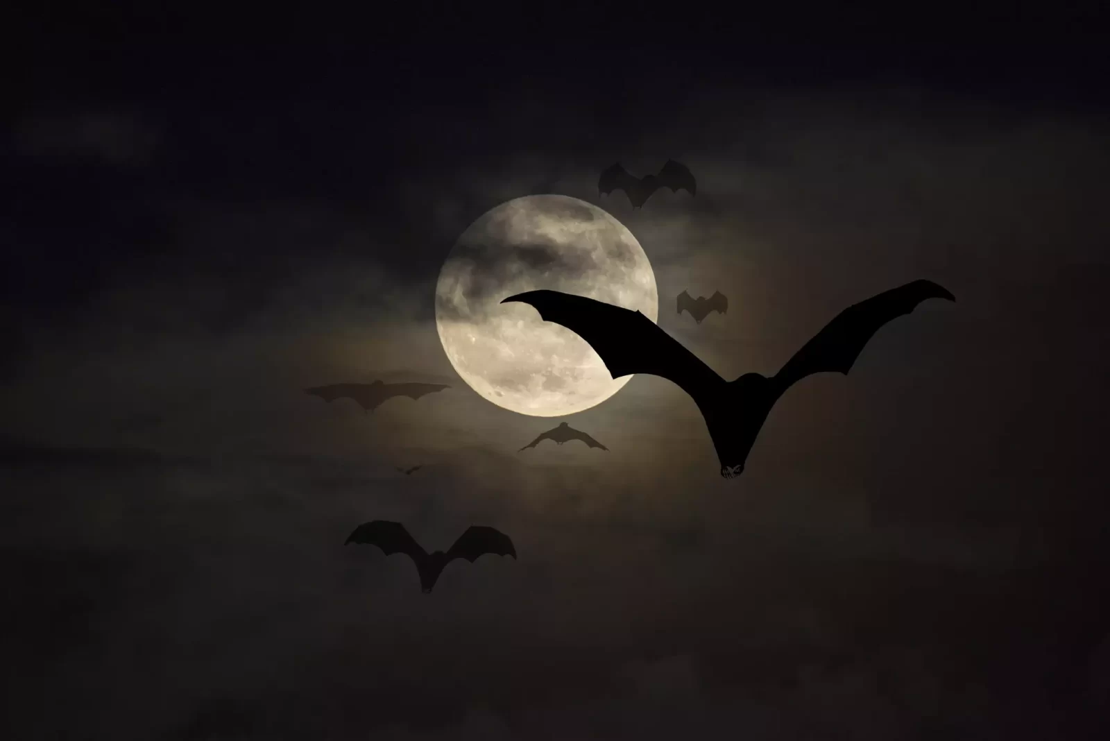 Vampire, bats at night