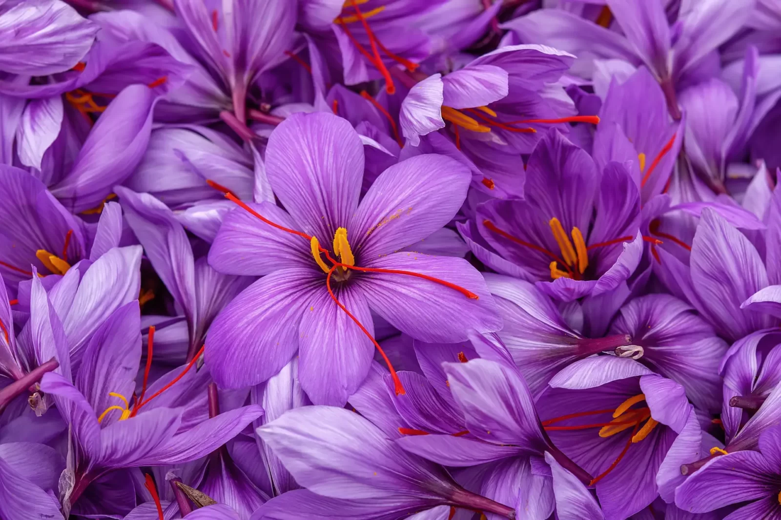 Saffron crocus flowers