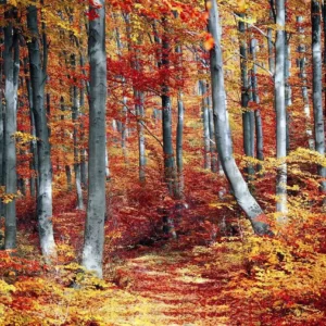 November Trivia Quiz Autumn