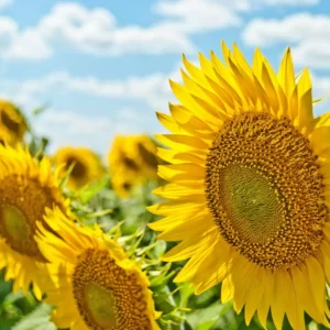 Thanksgiving Trivia Quiz Summer
