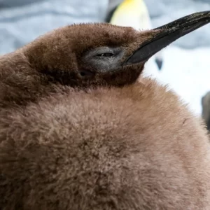 2024 Year In Review Quiz King penguin