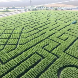 Fall Activities Quiz Explore a corn maze