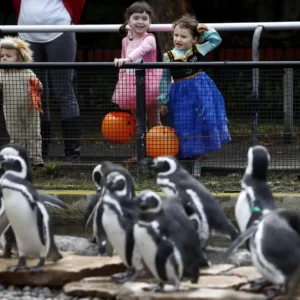 Fall Activities Quiz Go to a \'boo at the zoo\' event