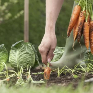 Fall Activities Quiz Harvest your fall crops