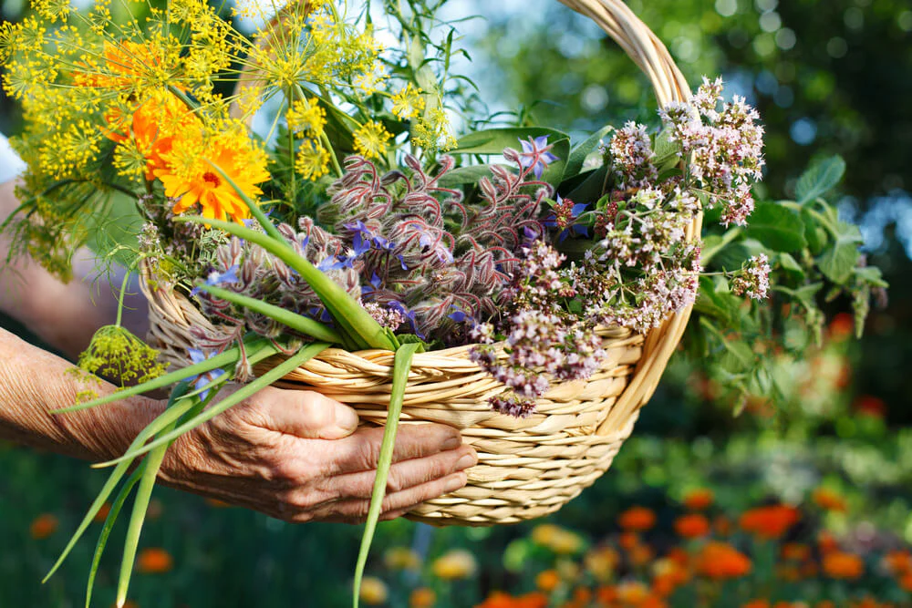 Veggie Personality Quiz Foraging Herbs