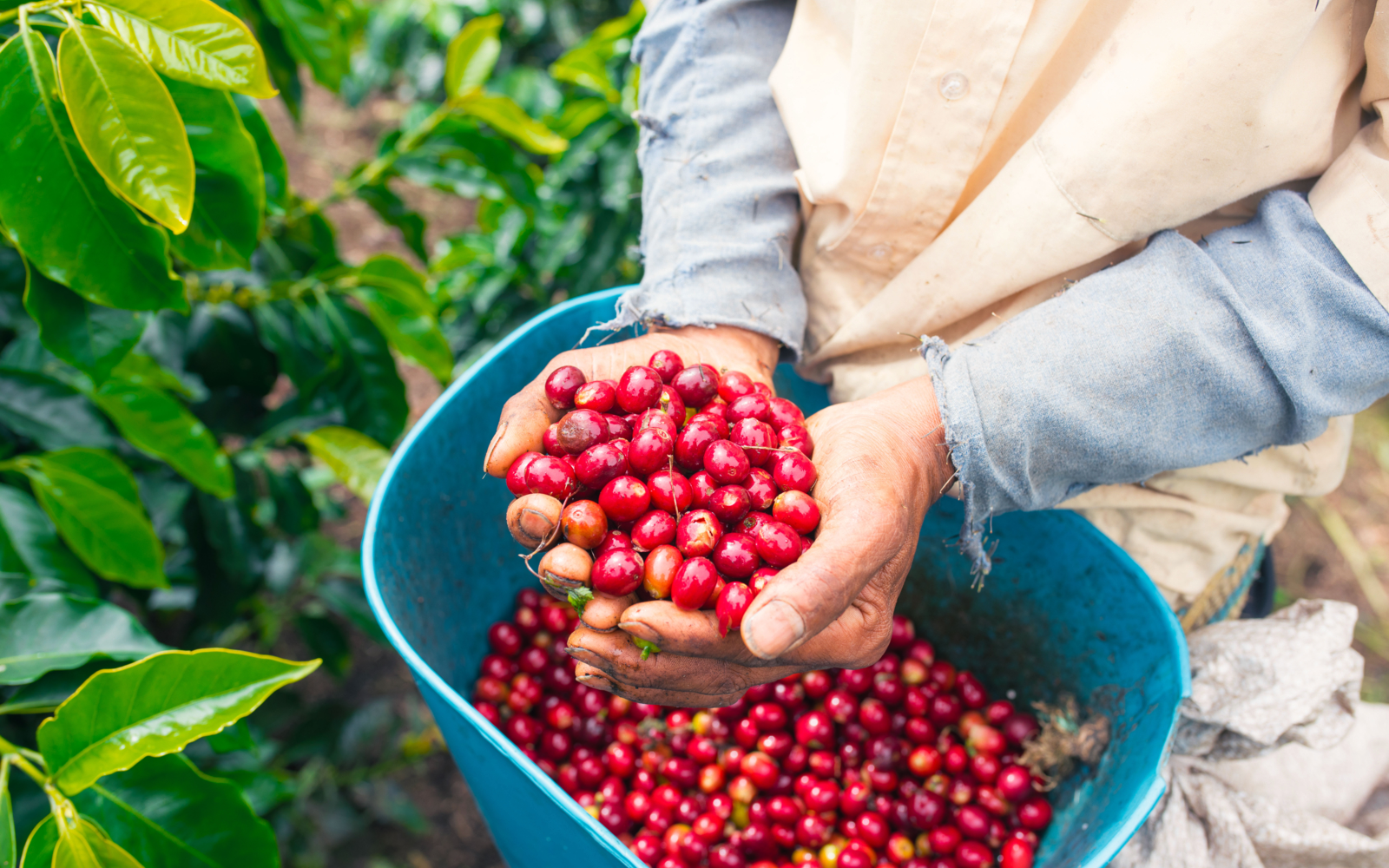 International Coffee Day Quiz Coffee Cherries