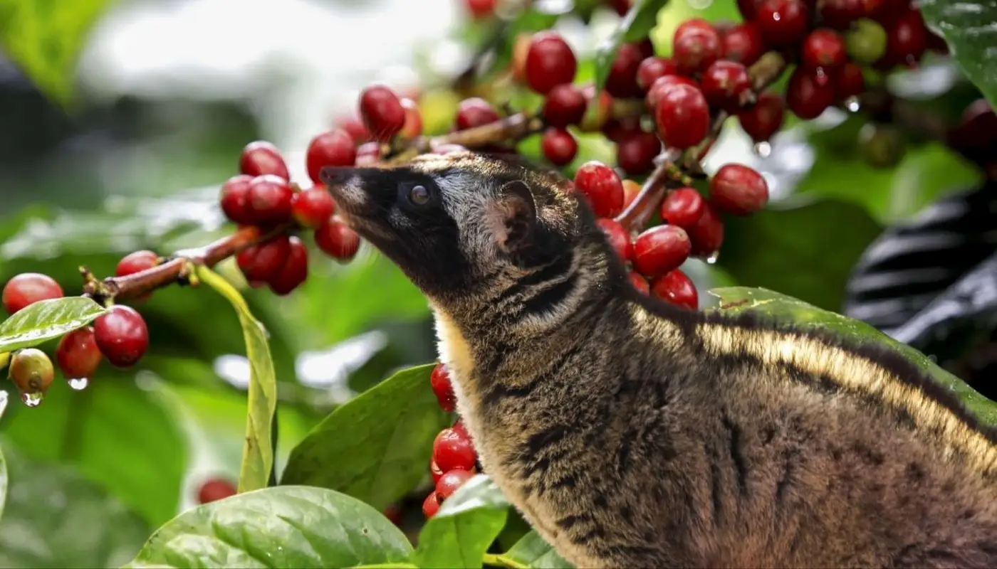 Kopi luwak civet cat