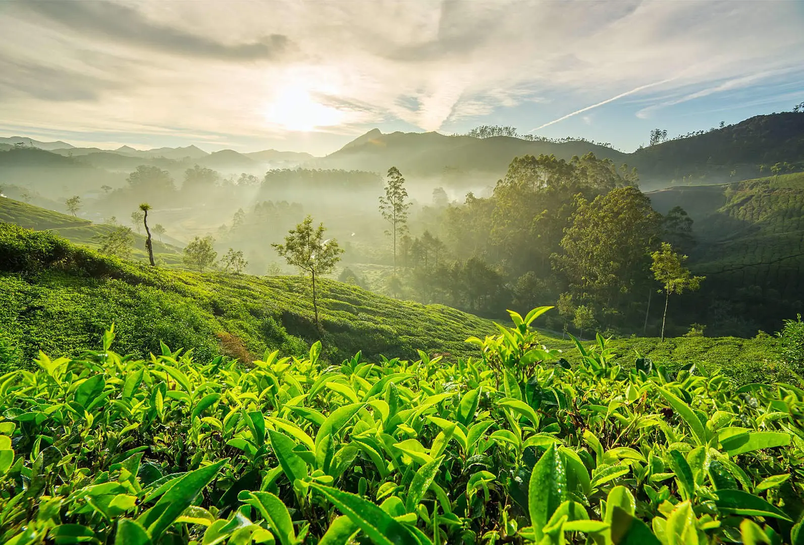 International Coffee Day Quiz Plantation