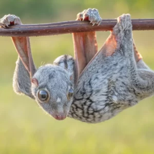 World Animal Day Quiz Colugo