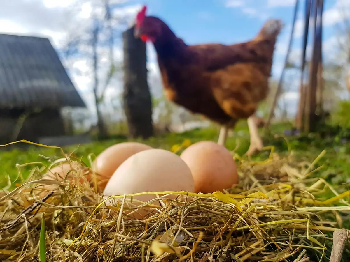 World Animal Day Quiz Chicken laying eggs