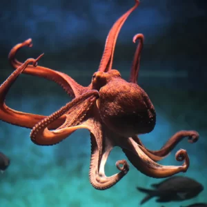 World Animal Day Quiz Octopus