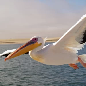 World Animal Day Quiz Pelican