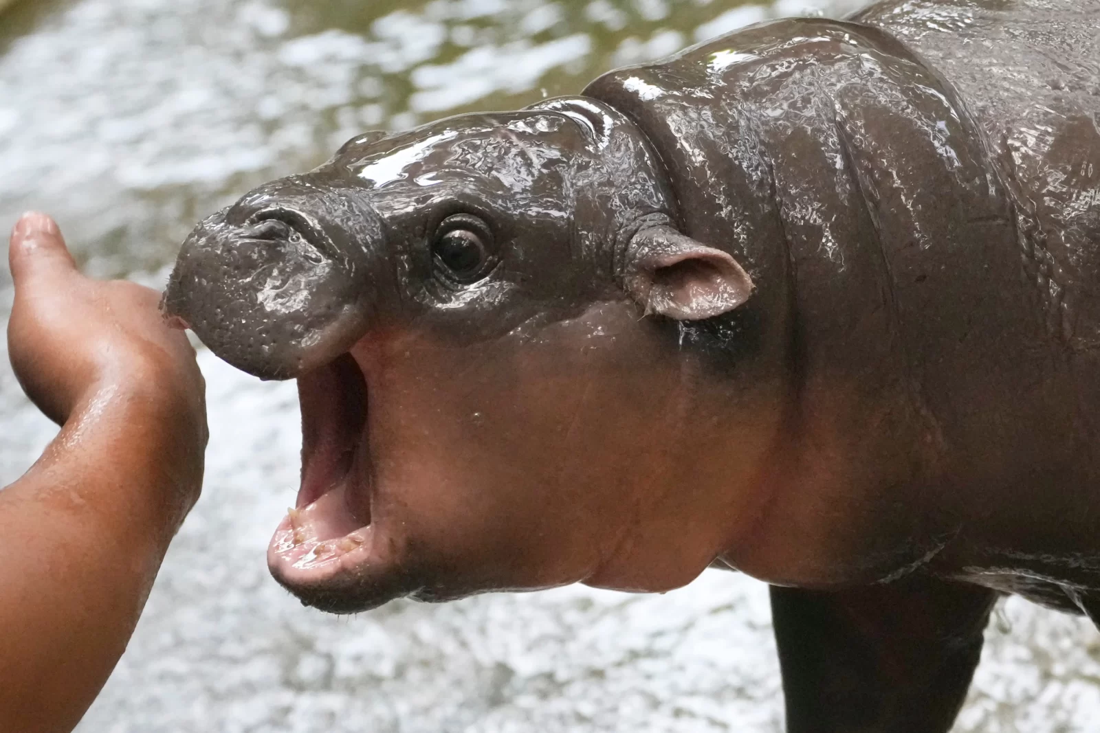 Pygmy hippo Moo Deng biting