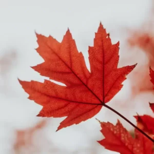 Can I Guess You're Thankful For This Thanksgiving? Quiz Sweet maple