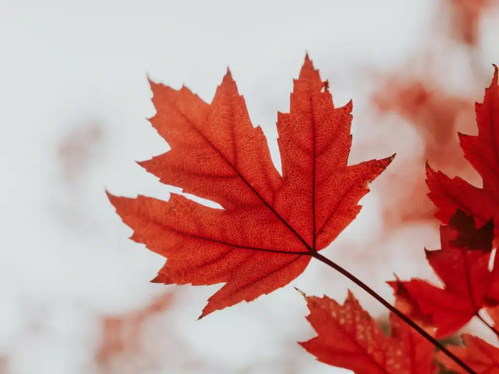 You got: Maple Red! What’s Your Fall Color? Eat Some Pumpkin Foods to Find Out 🎃