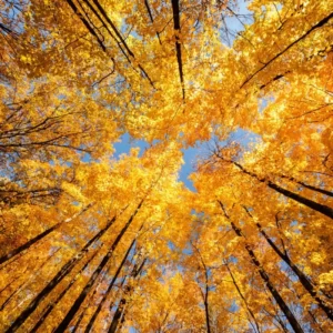 Are You A Desert, Forest, Mountain, Or Ocean? Quiz Autumn