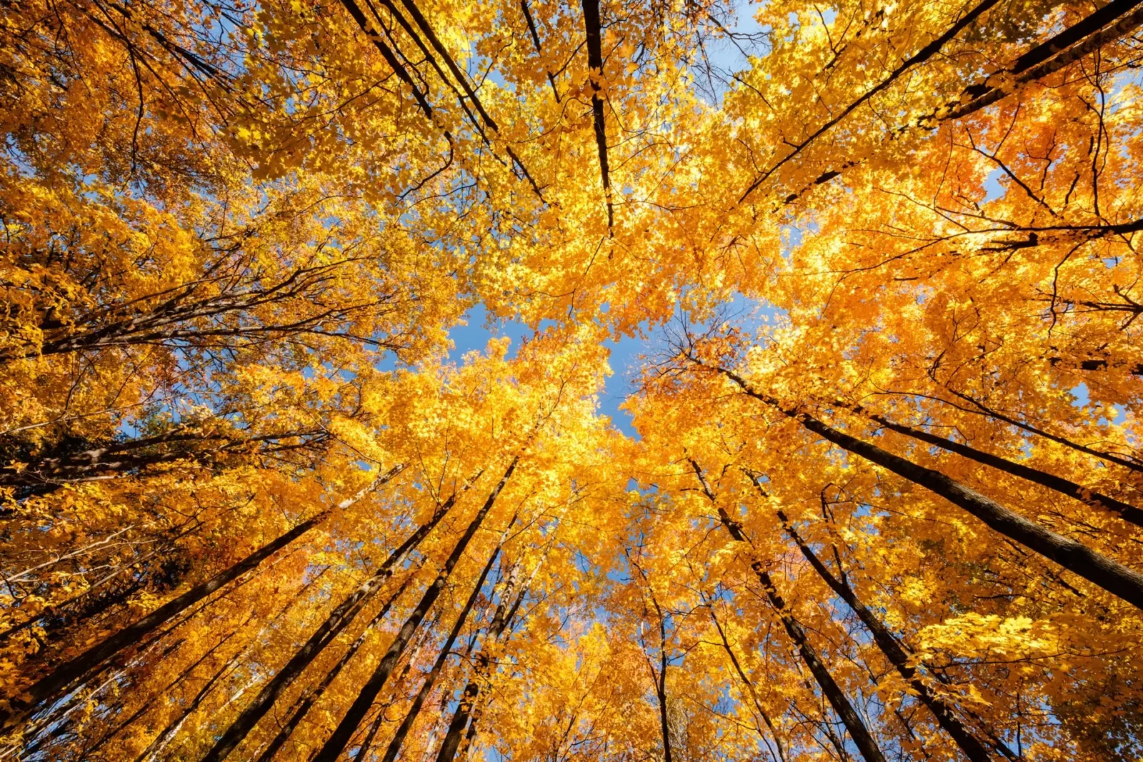 You got: Golden Yellow! What’s Your Fall Color? Eat Some Pumpkin Foods to Find Out 🎃