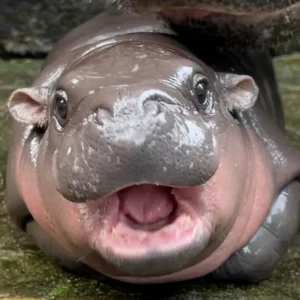2024 Year In Review Quiz Pygmy hippo