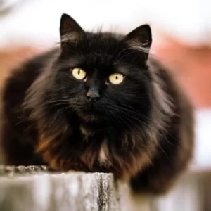 Which Haunted House Are You? Quiz Black cat