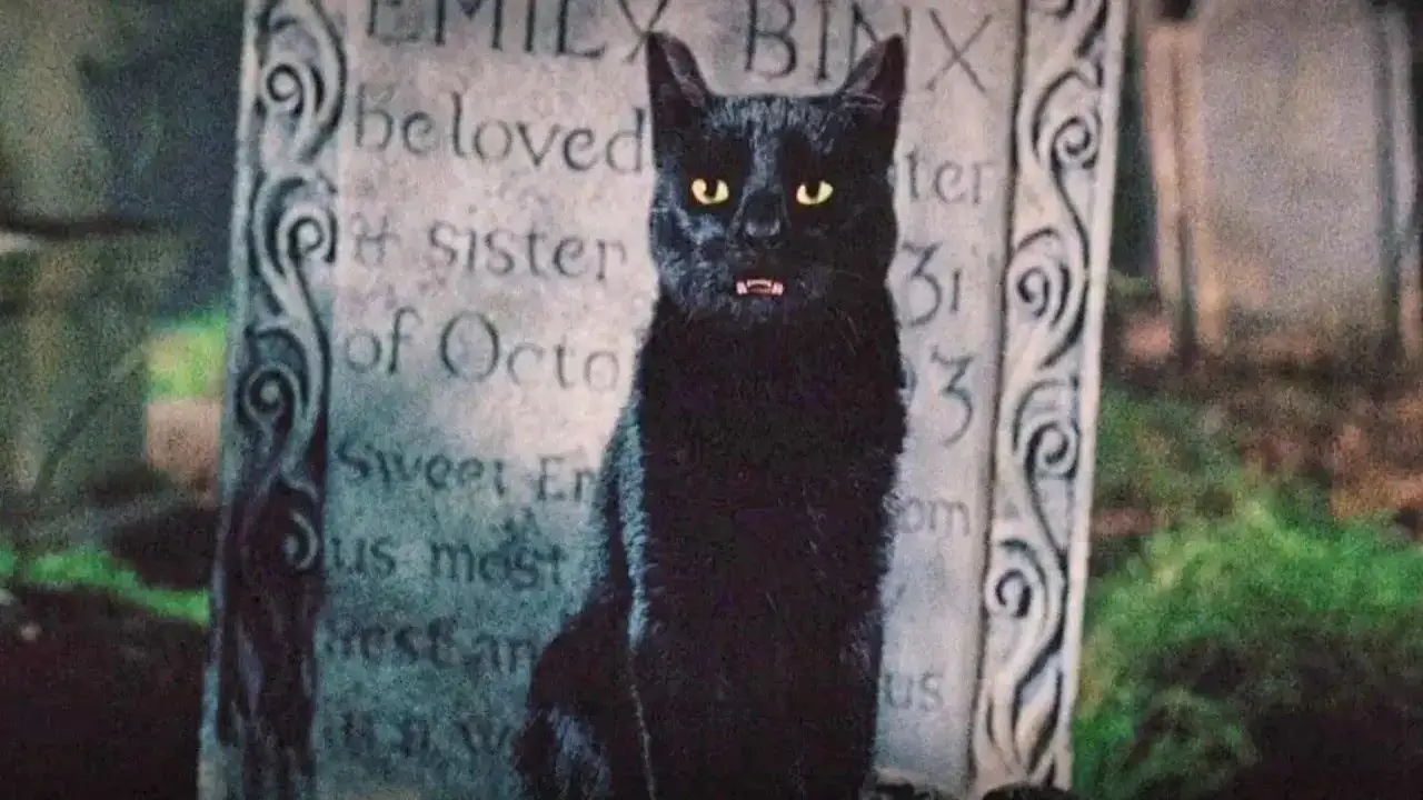 Black Cat Quiz Binx the black cat from Hocus Pocus