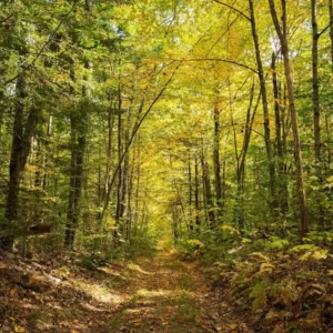New Year's Bucket List Quiz Visit a forest