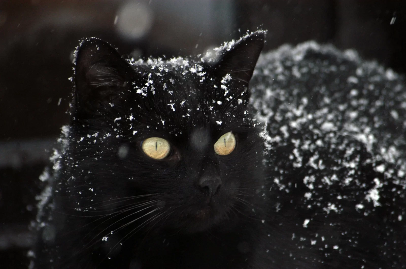 What Urban Legend Creature Are You? Quiz Black cat in snow