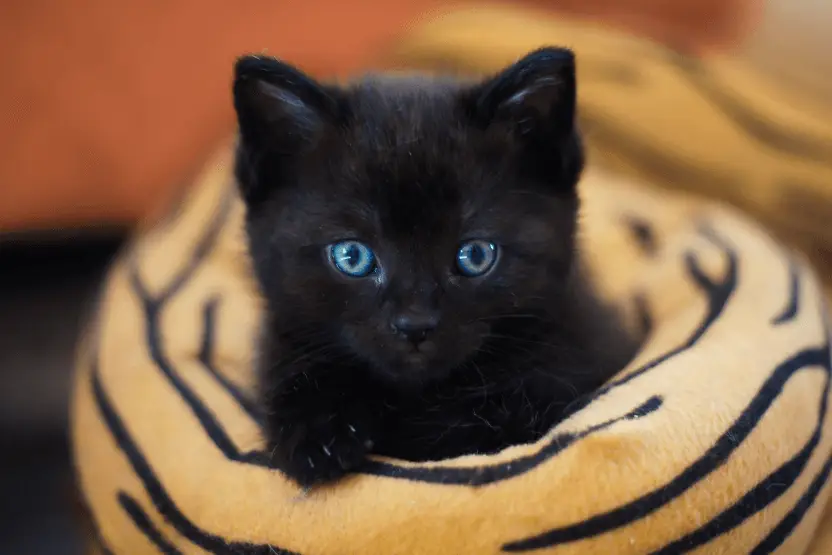 Black cat kitten