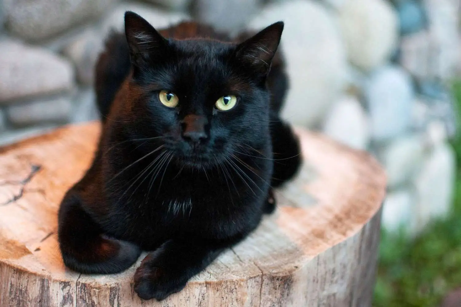 Black cat