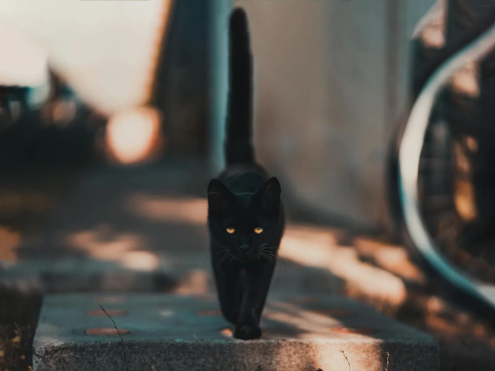 Black cat