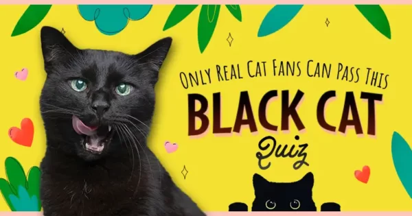 Black Cat Quiz