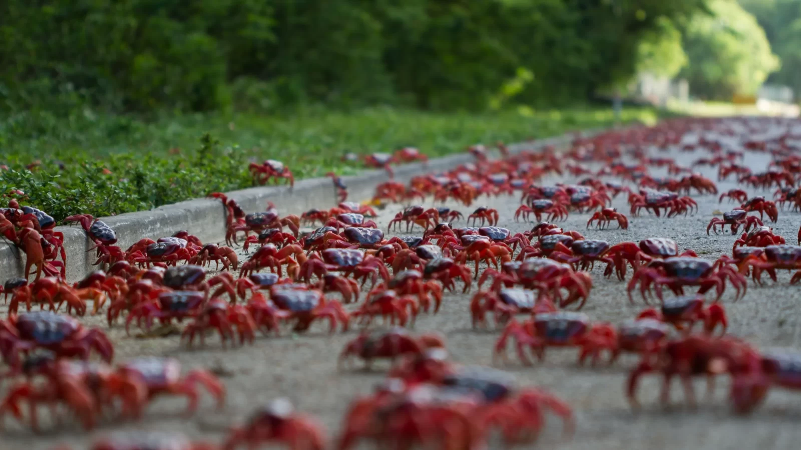 Christmas Island red crab migration