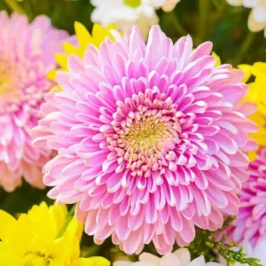 Fireworks Trivia Quiz Chrysanthemum