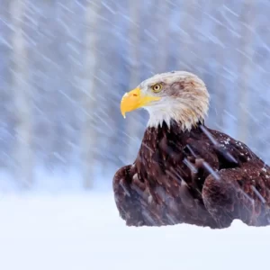 Winter Spirit Animal Quiz Eagle