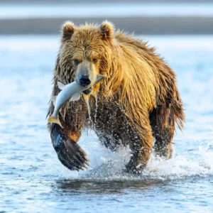 Winter A-Z Quiz Bear
