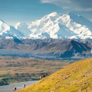 Polar Bear Trivia Quiz United States